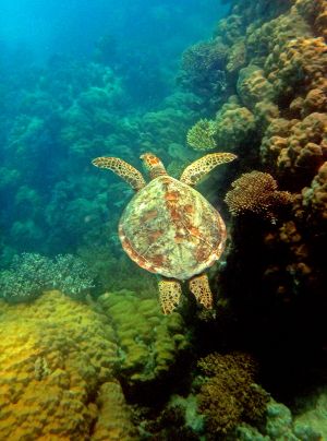 Green Turtle Great Barrier Reef 